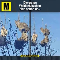 Die ersten
Weidenkätzchen
sind schon da...