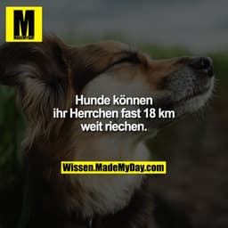 Hunde können ihr Herrchen fast 18 km weit riechen.