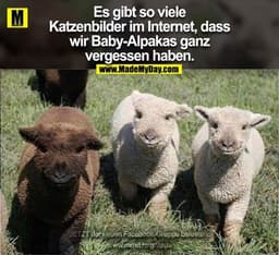 Es gibt so viele
Katzenbilder im Internet, dass
wir Baby-Alpakas ganz
vergessen haben.