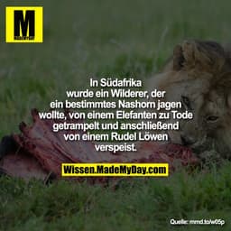 In Südafrika wurde ein Wilderer, der
ein bestimmtes Nashorn jagen
wollte von einem Elefanten zu Tode
getrampelt und ansc