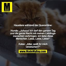 Haustiere während der Quarantäne:

Hunde: „Juhuuu! Ich darf den ganzen Tag und die ganze Nacht mit meinen Lieblingsmensc