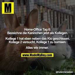 Home-Office Tag 6:
Bezeichne die Kaninchen jetzt als Kollegen.

Kollege 1 hat eben neben das Klo geschissen.
Kollege 2 v