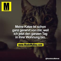 Meine Katze ist schon ganz genervt von mir, weil ich jetzt den ganzen Tag in ihrer Wohnung bin.