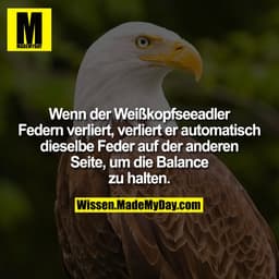 Wenn der Weißkopfseeadler Federn verliert, verliert er automatisch dieselbe Feder auf der anderen Seite, um die
Balance 