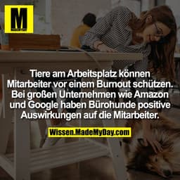 Tiere am Arbeitsplatz können Mitarbeiter vor einem Burnout schützen. Bei großen Unternehmen wie Amazon und Google haben 