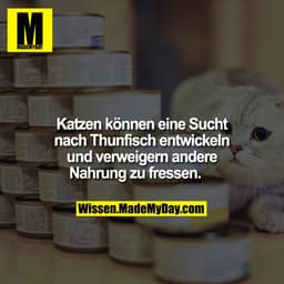 Katzen können eine Sucht nach Thunfisch entwickeln und verweigern andere Nahrung zu fressen.