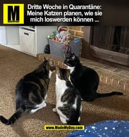 Dritte Woche in Quarantäne:
Meine Katzen planen, wie sie
mich loswerden können ...