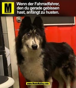 Wenn der Fahrradfahrer,
den du gerade gebissen
hast, anfängt zu husten.