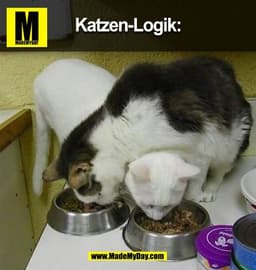 Katzen-Logik: