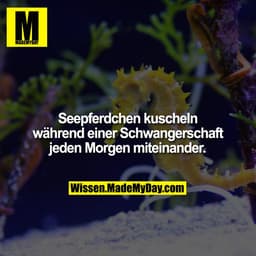 Seepferdchen kuscheln während einer Schwangerschaft jeden Morgen miteinander.