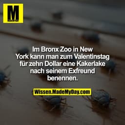 Im Bronx Zoo in New York kann man zum Valentinstag für zehn Dollar eine Kakerlake nach seinem Exfreund benennen.