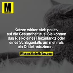 Katzen wirken sich positiv auf die Gesundheit aus. Sie können das Risiko eines Herzinfarkts oder eines Schlaganfalls um 