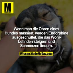 Wenn man die Ohren eines Hunds massiert, werden Endorphine ausgeschüttet, die das Wohlbefinden steigern und Schmerzen li