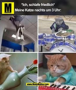 *Ich, schlafe friedlich*
Meine Katze nachts um 3 Uhr: