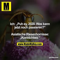 Ich: „Puh ey, 2020. Was kann
jetzt noch passieren?“

Asiatische Riesenhornisse:
„Konnichiwa.“