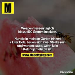 Wespen fressen täglich bis zu 500 Gramm Insekten.
Nur die in meinem Garten trinken 2 Liter Cola, hauen sich zwei Steaks