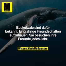Buckelwale sind dafür bekannt, langjährige Freundschaften aufzubauen. Sie besuchen ihre Freunde jedes Jahr.