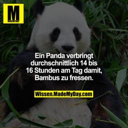 Ein Panda verbringt durchschnittlich 14 bis 16 Stunden am Tag damit, Bambus zu fressen.