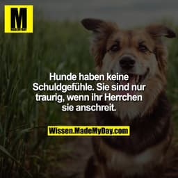 Hunde haben keine Schuldgefühle. Sie sind nur traurig, wenn ihr Herrchen sie anschreit.