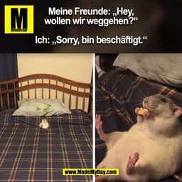 Meine Freunde: „Hey,
wollen wir weggehen?"
Ich: „Sorry, bin beschäftigt."