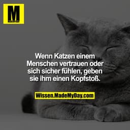 Wenn Katzen einem Menschen vertrauen oder sich sicher fühlen, geben sie ihm einen Kopfstoß.