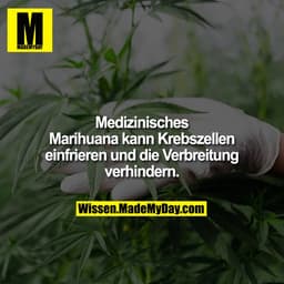 Medizinisches Marihuana kann Krebszellen einfrieren und die Verbreitung verhindern.