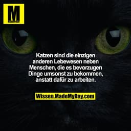 Katzen sind die einzigen anderen Lebewesen neben Menschen, die es bevorzugen Dinge umsonst zu bekommen, anstatt dafür zu