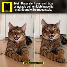 Mein Kater sieht aus, als hätte
er gerade seinen Lieblingswitz
erzählt und wäre mega stolz.