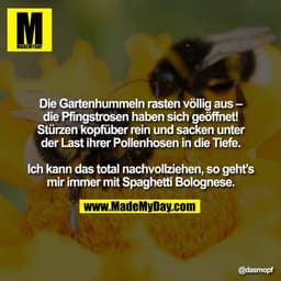 Die Gartenhummeln rasten völlig aus – die Pfingstrosen haben sich geöffnet! Stürzen kopfüber rein und sacken unter der L
