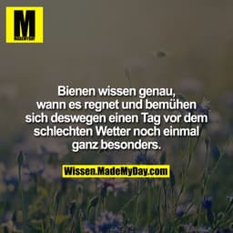 Bienen wissen genau, wann es regnet und bemühen sich deswegen einen Tag vor dem schlechten Wetter noch einmal ganz beson
