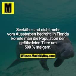 Seekühe sind nicht mehr vom Aussterben bedroht. In Florida konnte man die Population der gefährdeten Tiere um 500 % stei