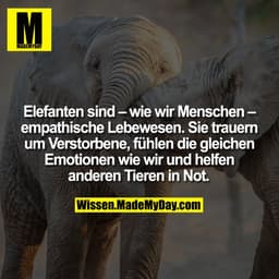 Elefanten sind – wie wir Menschen – empathische Lebewesen. Sie trauern um Verstorbene, fühlen die gleichen Emotionen wie