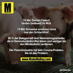 74 Mio Tonnen Fleisch landen (weltweit) im Müll.

13 Mio Schweine erreichen nicht mal den Schlachthof.

80 % der Belegsc