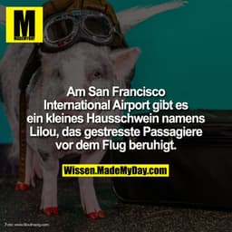 Am San Francisco International Airport gibt es ein kleines Hausschwein namens Lilou, das gestresste Passagiere vor dem F