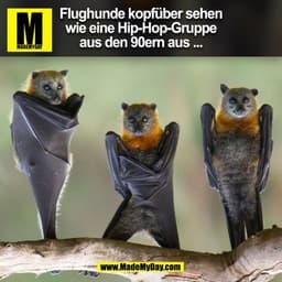 Flughunde kopfüber sehen
wie eine Hip-Hop-Gruppe
aus den 90ern aus ...