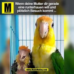 Wenn deine Mutter dir gerade
eine runterhauen will und
plötzlich Besuch kommt ...