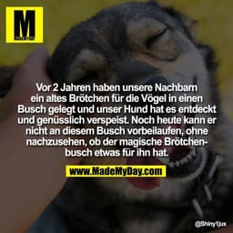 Vor 2 Jahren haben unsere Nachbarn ein altes Brötchen für die Vögel in einen Busch gelegt und unser Hund hat es entdeckt