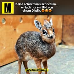 Keine schlechten Nachrichten ...
einfach nur ein Bild von
einem Dikdik.