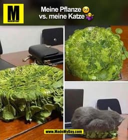 Meine Pflanze
vs. meine Katze