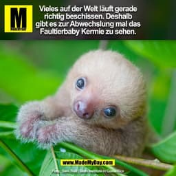 Vieles auf der Welt läuft gerade
richtig beschissen. Deshalb
gibt es zur Abwechslung mal das
Faultierbaby Kermie zu sehe