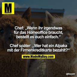 Chef: „Wenn ihr irgendwas für das Homeoffice braucht, bestellt es euch einfach.“

Chef später: „Wer hat ein Alpaka mit d