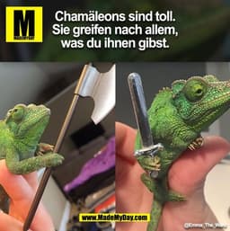 Chamäleons sind toll.
Sie greifen nach allem,
was du ihnen gibst.
@Emma_The_Ward