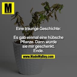 Eine traurige Geschichte: Es gab einmal eine hübsche Pflanze. Dann wurde sie mir geschenkt. Ende.