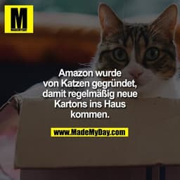 Amazon wurde von Katzen gegründet, damit regelmäßig neue Kartons ins Haus kommen.