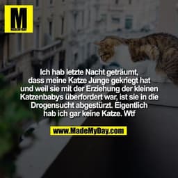 Ich hab letzte Nacht geträumt, dass meine Katze Junge gekriegt hat und weil sie mit der Erziehung der kleinen Katzenbaby
