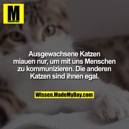 Ausgewachsene Katzen miauen nur, um mit uns Menschen zu kommunizieren. Die anderen Katzen sind ihnen egal.