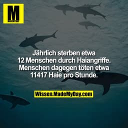 Jährlich sterben etwa 12 Menschen durch Haiangriffe. Menschen dagegen töten etwa 11417 Haie pro Stunde.