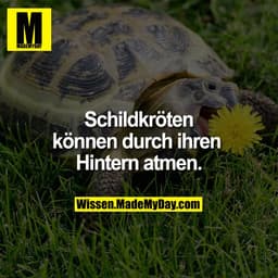 Schildkröten können durch ihren Hintern atmen.