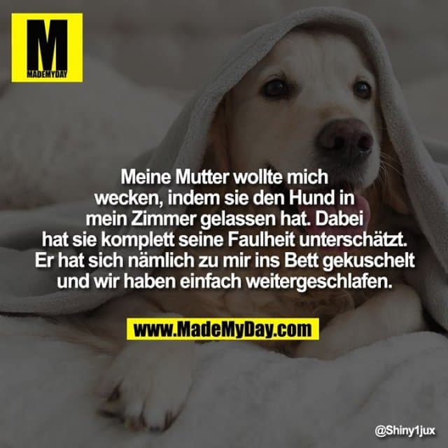 Meine Mutter wollte mich wecken, indem sie den Hund in mein Zimmer gelassen hat. Dabei hat sie komplett seine Faulheit unterschätzt. Er hat sich nämlich zu mir ins Bett gekuschelt und wir haben einfach weitergeschlafen. - Inspiration, Zitate & Sprüche | MadeMyDay | Jetzt entdecken & teilen Meine Mutter wollte mich wecken, indem sie den Hund in mein Zimmer gelassen hat. Dabei hat sie komplett seine Faulheit unterschätzt. Er hat sich nämlich zu mir ins Bett gekuschelt und wir haben einfach weitergeschlafen. - Inspirierendes Zitat mit Bild