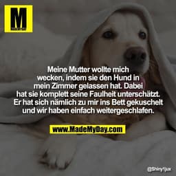 Meine Mutter wollte mich wecken, indem sie den Hund in mein Zimmer gelassen hat. Dabei hat sie komplett seine Faulheit u